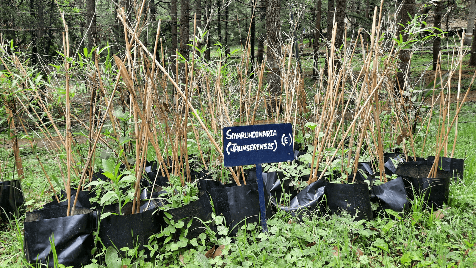 Bamboo seedlings nursery