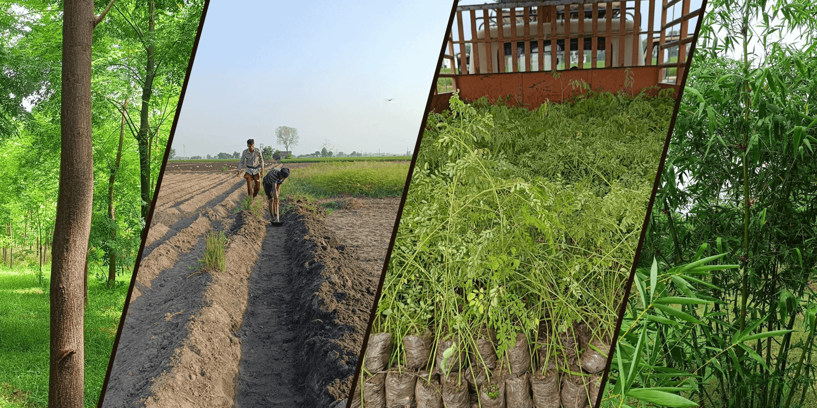 Prakritik India field work
