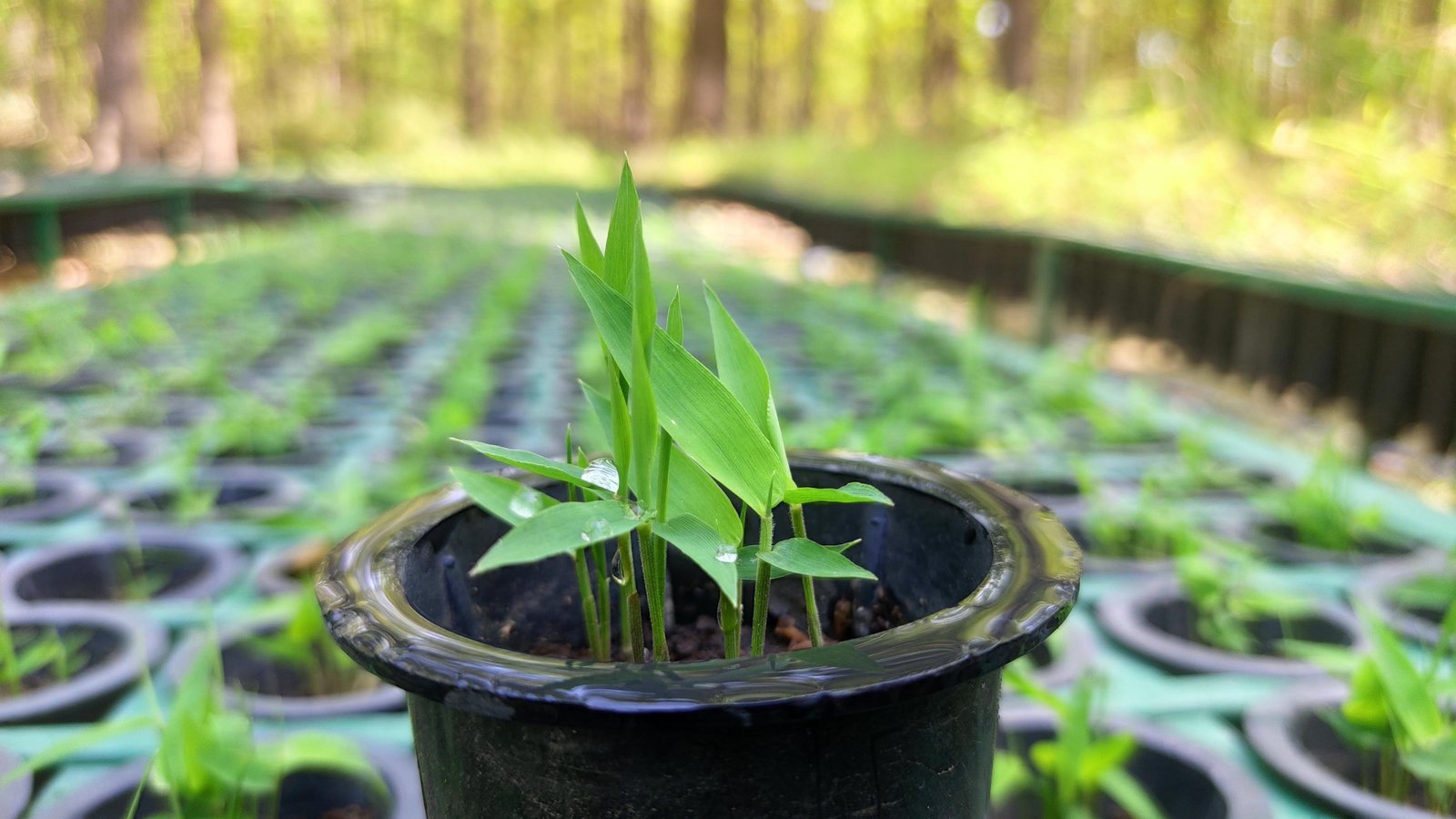 Bamboo seedling in nursery pot