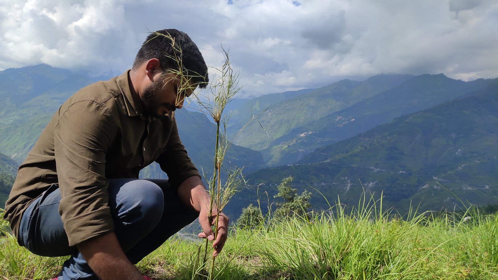 Hillside plantation in Himalayas
