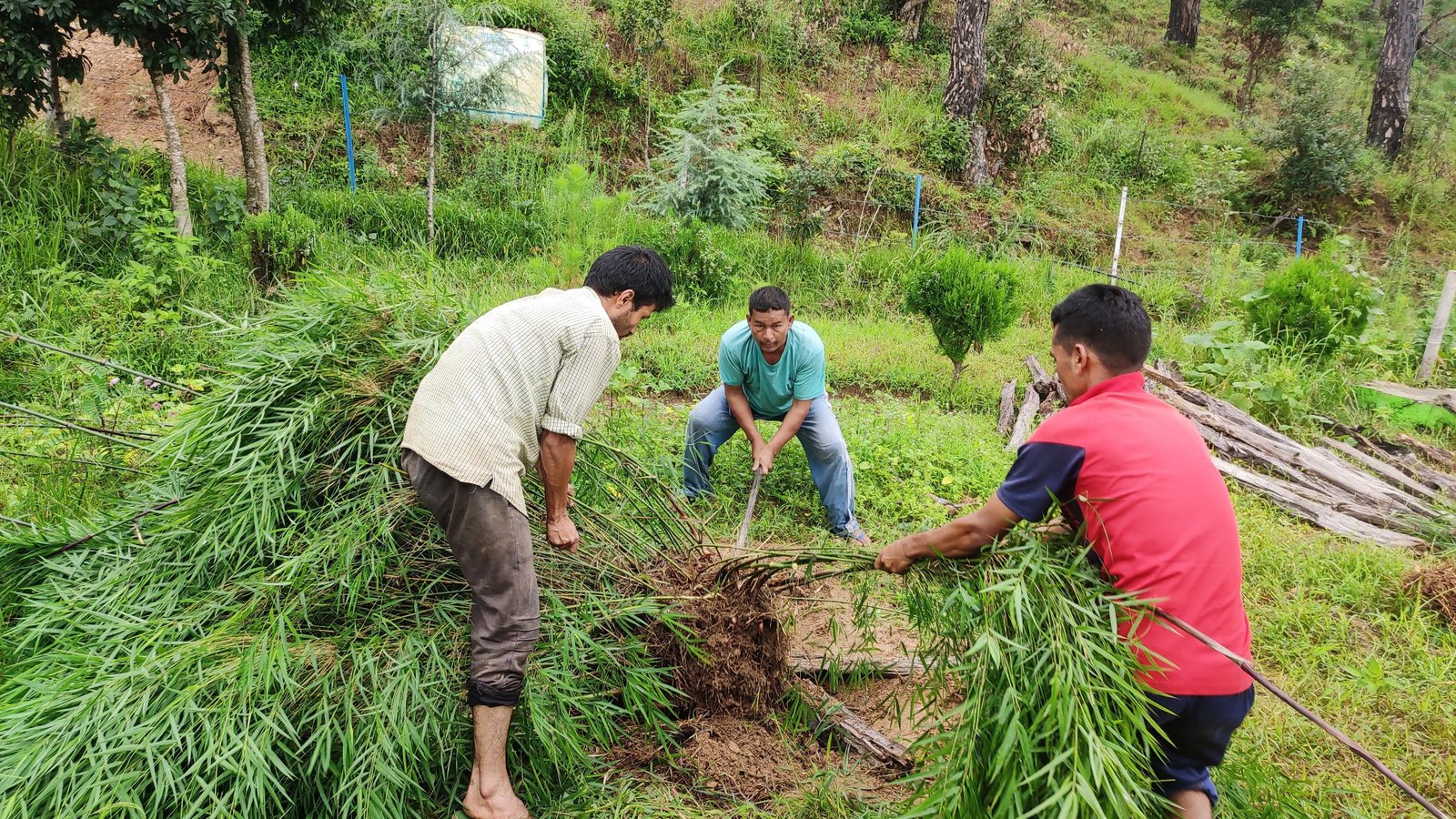 Team working on bamboo plantation