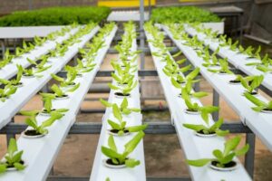Indoor hydroponic farm with rows of fresh lettuce seedlings, vibrant and lush green under natural daylight.